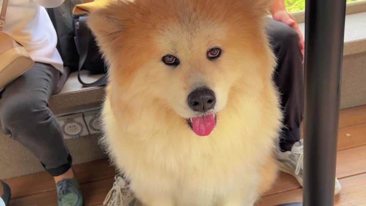 秋田犬 #带狗旅行 #撸狗 #长毛秋田