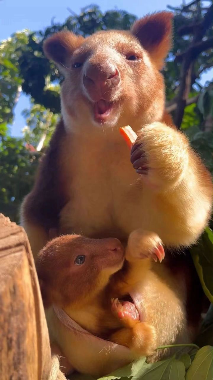 你见过会上树的袋鼠吗?