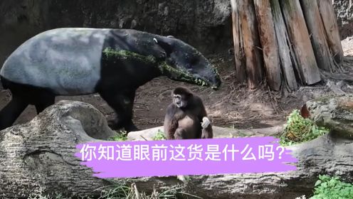 貘是什么？五不像？还是神兽？_高清1080P在线观看平台_腾讯视频