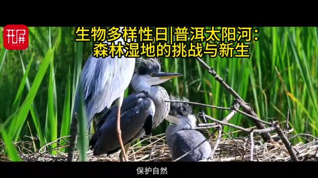 美好生活在云南|普洱太阳河:森林湿地的挑战与新生