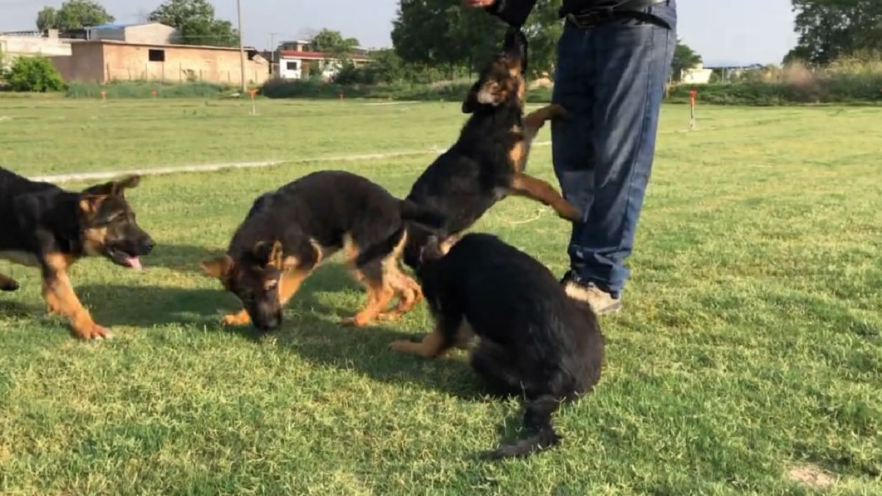 精品赛级版德牧犬4只,3个多月大全公犬,狼王福尔博孙子