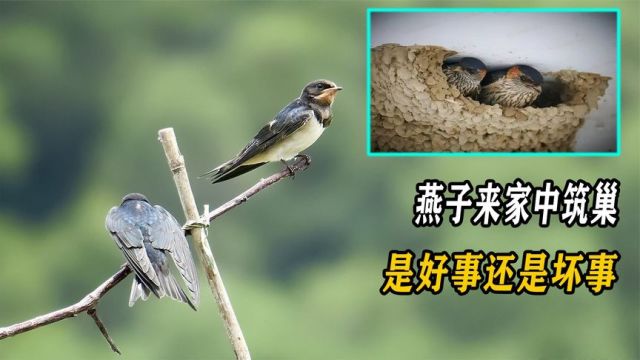 燕子来家中筑巢,是好事还是坏事?其中又有哪些原因?