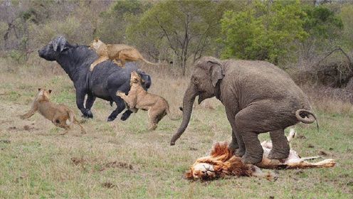 我的天啊！1布法罗与10只狮子，布法罗击倒狮子以拯救野生动物！#动物世界#科普#大象#大自然