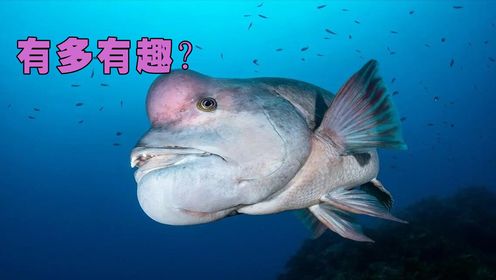 亚洲羊头濑鱼，有多有趣？_高清1080P在线观看平台_腾讯视频