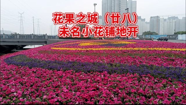 花果之城(廿八)未名小花铺地开