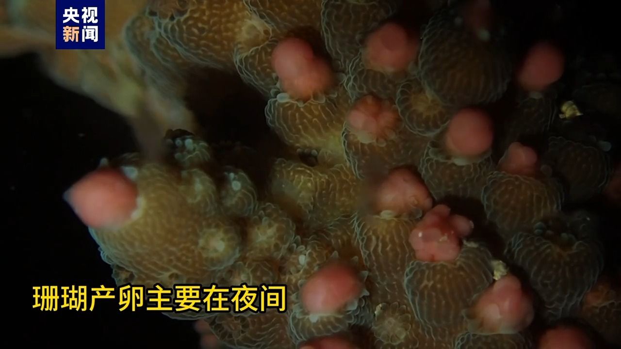 你见过珊瑚产卵的"奇观"吗?一起来看珊瑚宝宝