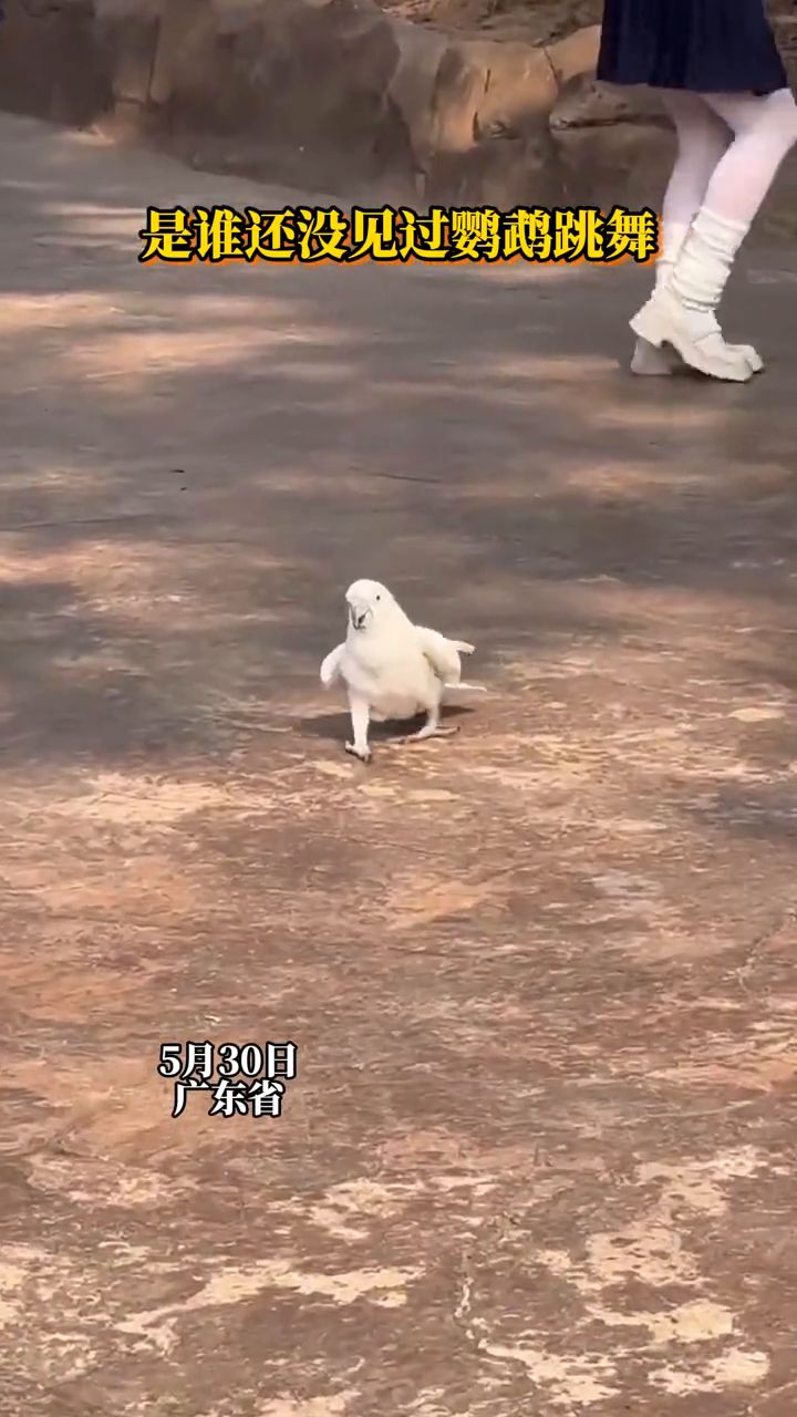 是谁还没见过鹦鹉跳舞?