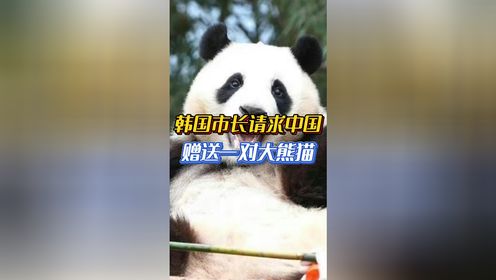 韩国市长请求中国赠送一对大熊猫