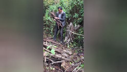 上回找的粗柴还放在山上 要下雨了 今天去担回来 顺便去挖个深山药