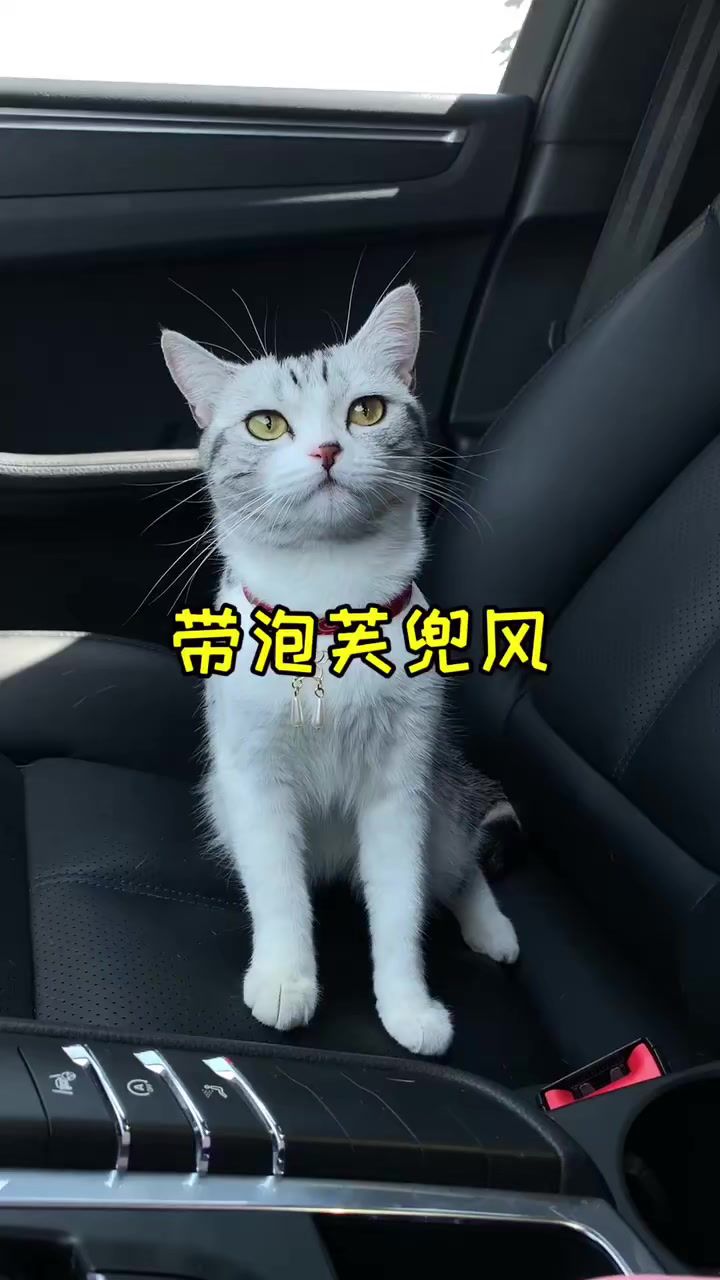 带泡芙坐车的代价就是要各种吸毛毛 再一次发现我低估了泡芙对外面