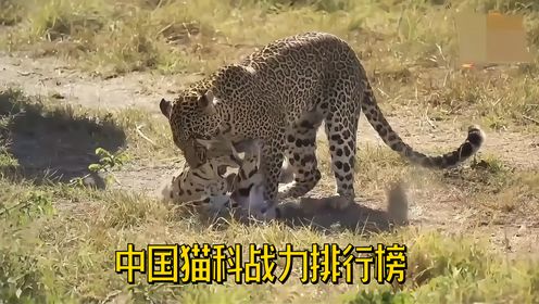 一口气看完，中国猫科动物战斗力排行榜，狮子见了榜首也得叫大哥 #猫科动物 #大猫 #雪豹 #远东豹