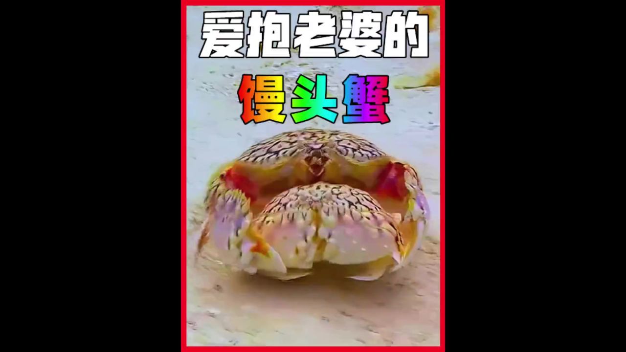 逃跑不忘抱着老婆一起的馒头蟹