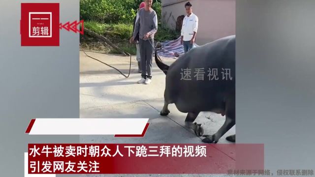 水牛被卖朝众人下跪三拜,步伐犹豫不前连连祈求,围观人都心软了