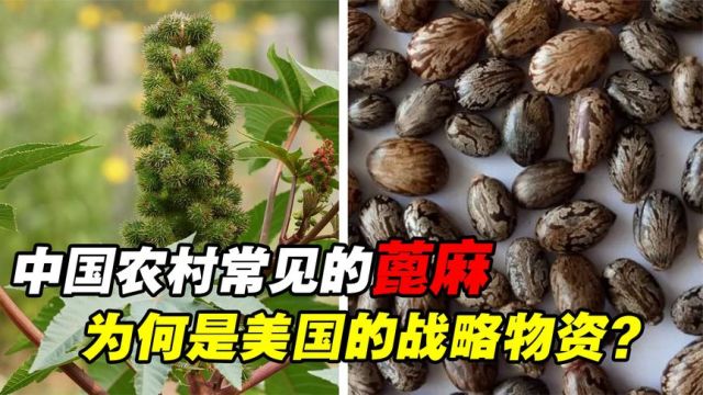 随处可见的蓖麻,中国年需求50万吨,还被美国列为战略物资?