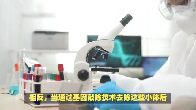 性福密码解锁:哈佛科学家揭示性行为中的关键小体