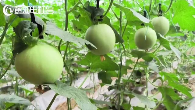 太原王郭村 大变身! 昔日荒地成希望田野