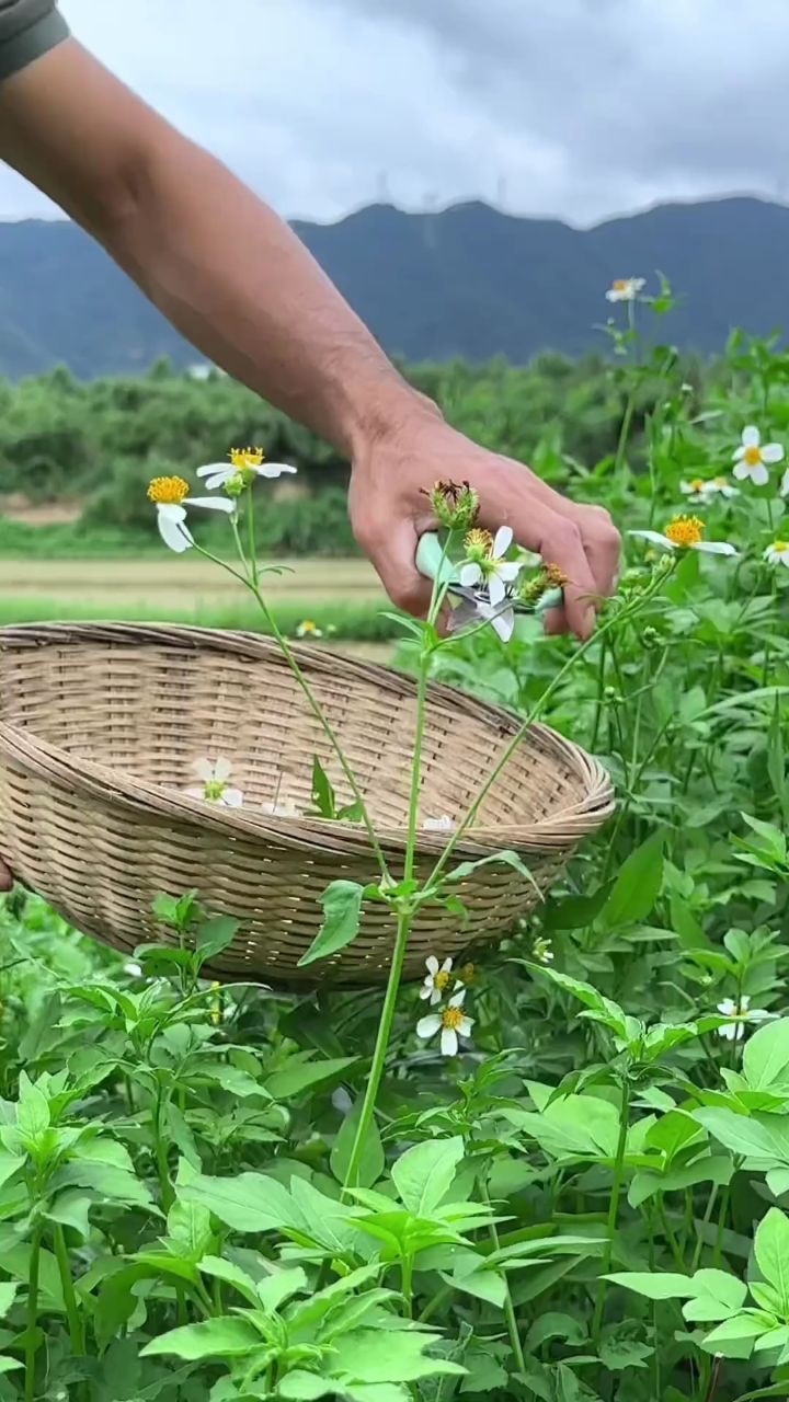 鬼针草长着雪白花瓣,别名虾钳草,婆婆针,农村人常采摘它的花