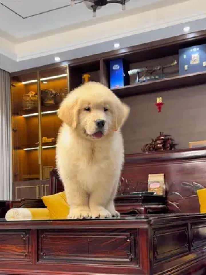 赛级小金毛的快乐生活 #赛级金毛幼犬 #赛级金毛俱乐部 #赛级金毛 #双