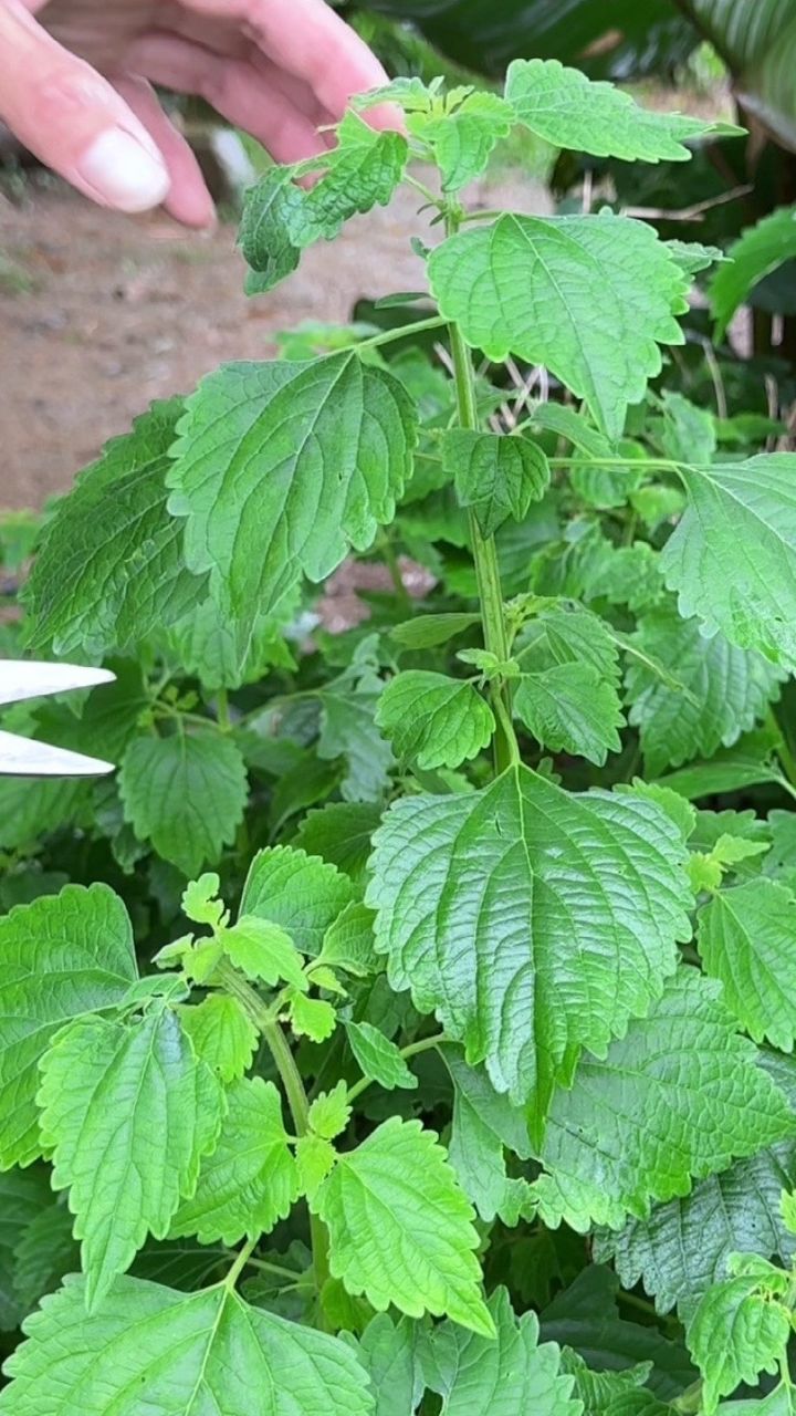 抹草有淡淡香气,别名土藿香,农村人把它采摘回家,放在鸡窝旁