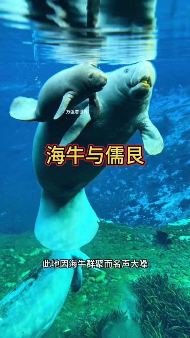 海牛的祖先图片