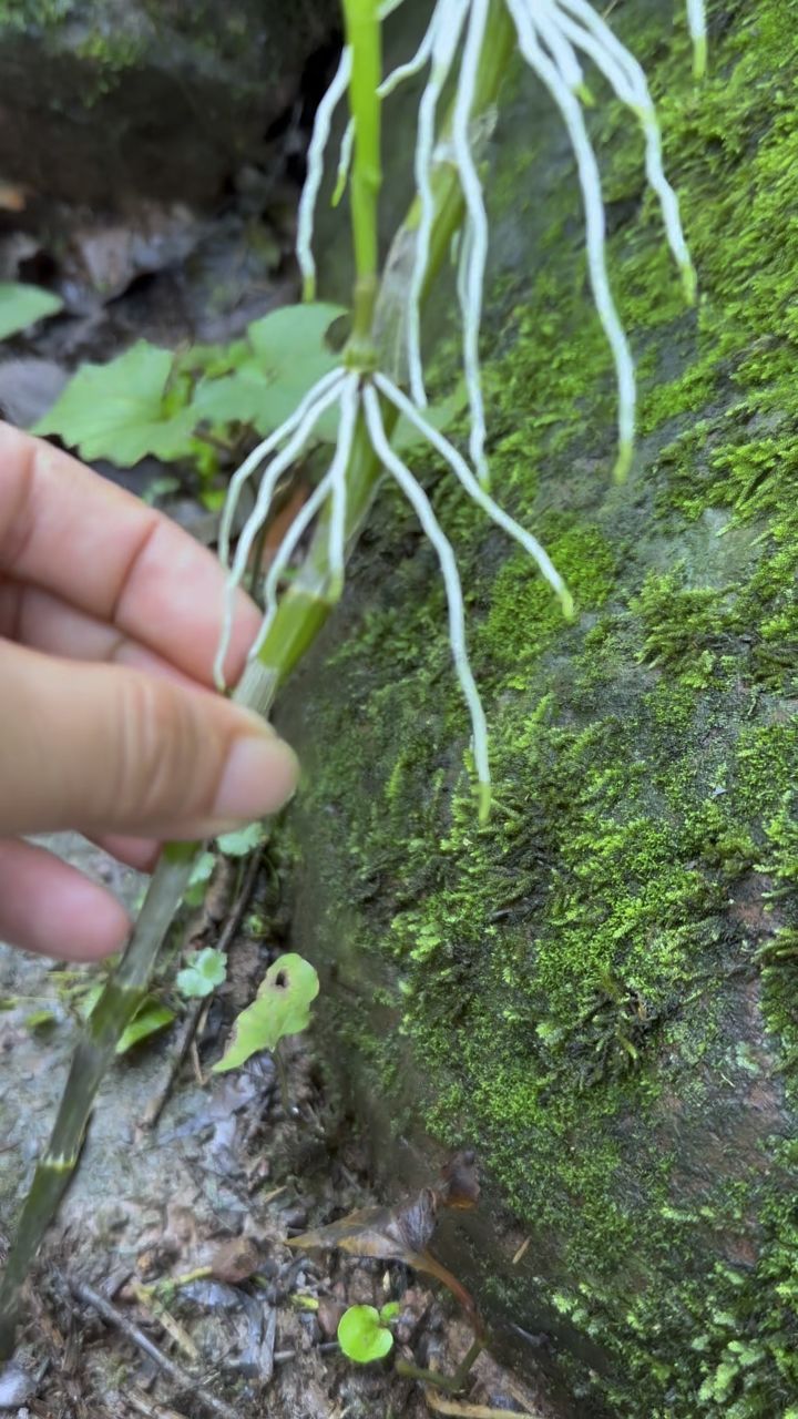 石头上的石斛种植图片图片