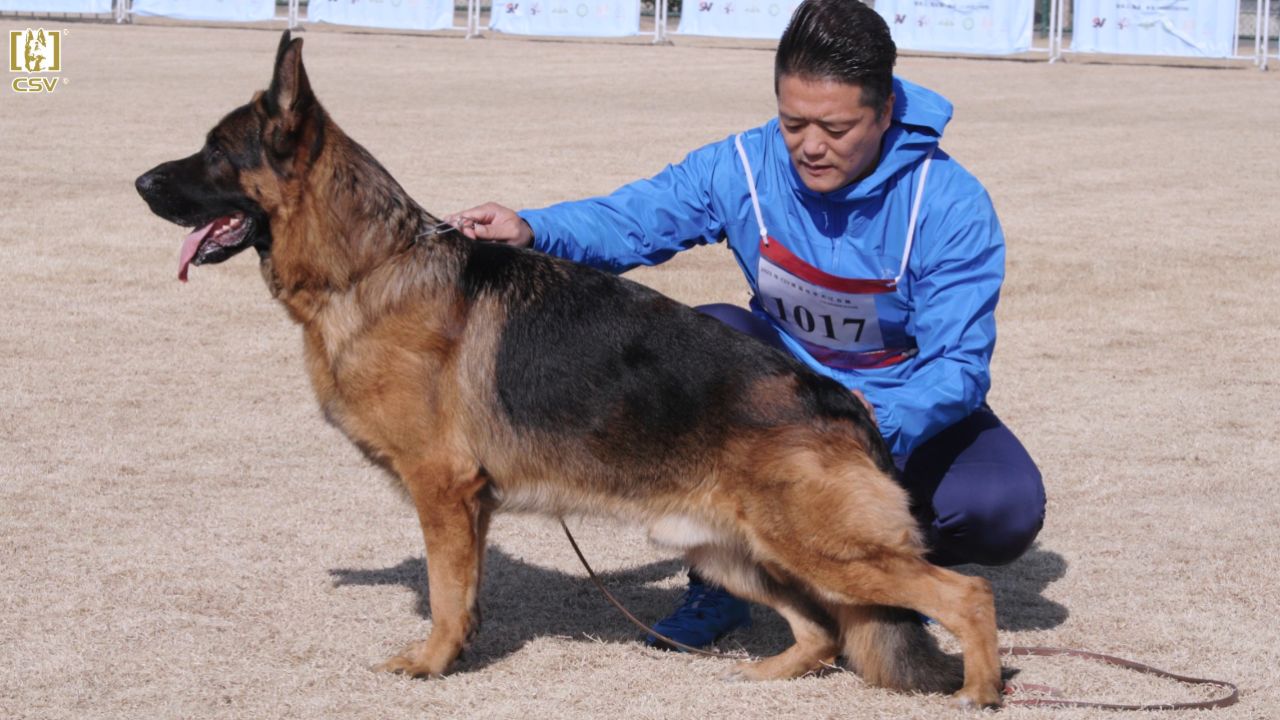 csv德国牧羊犬种公图片