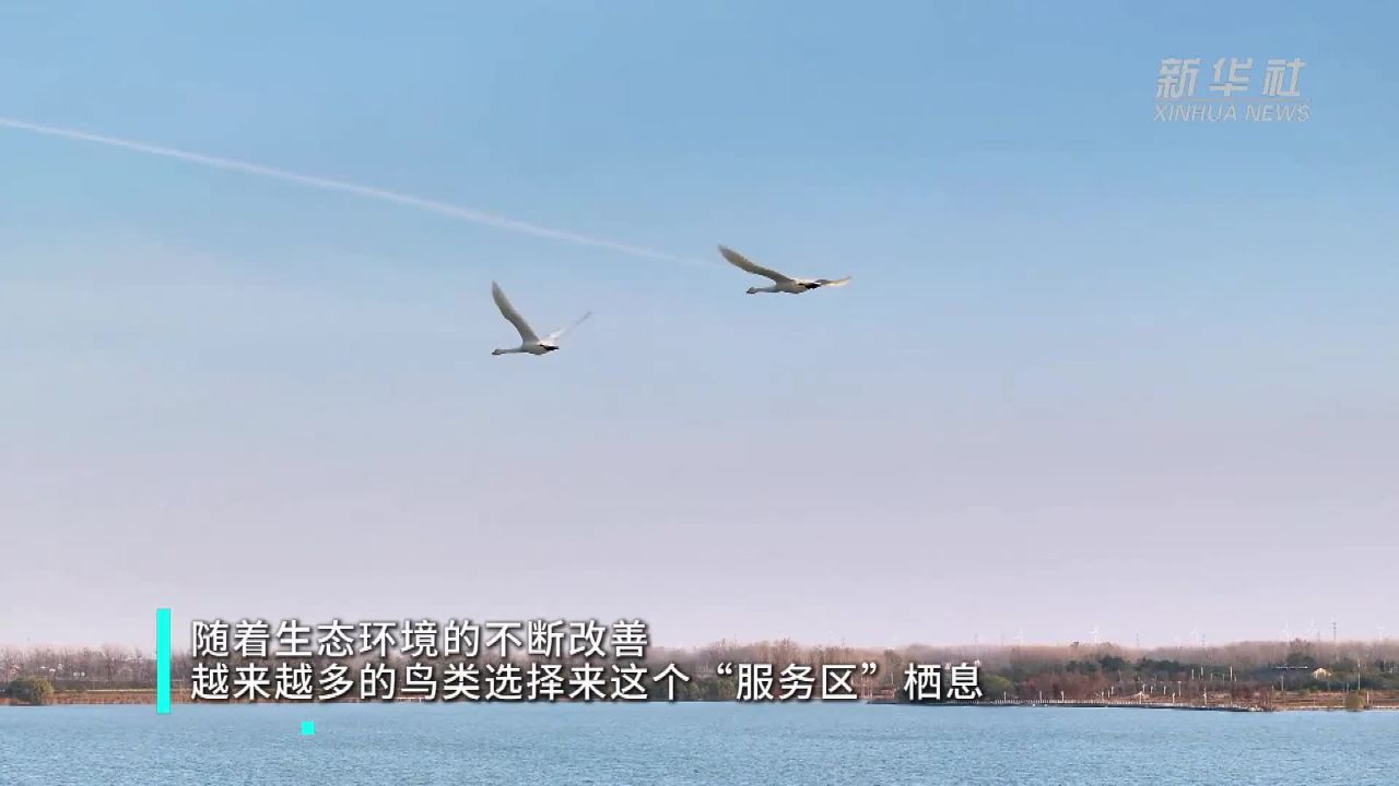 江苏洪泽：成群候鸟陆续飞抵洪泽湖越冬_高清1080P在线观看平台_腾讯视频