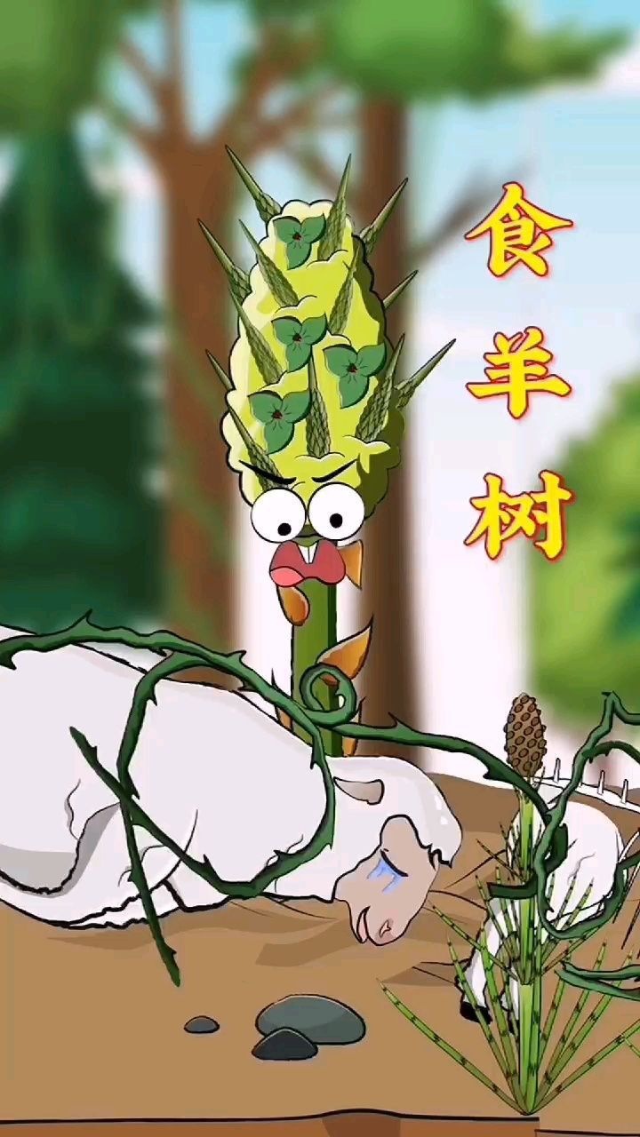 食羊树可以散发香味吸引绵羊的到来!