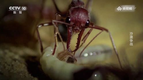 蜈蚣是贪食牛蚁最好的营养品，它们用毒刺麻痹了蜈蚣