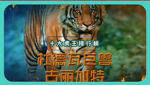 十大虎王排行榜，其中一头巅峰期碾压保护区所有老虎，无一败绩