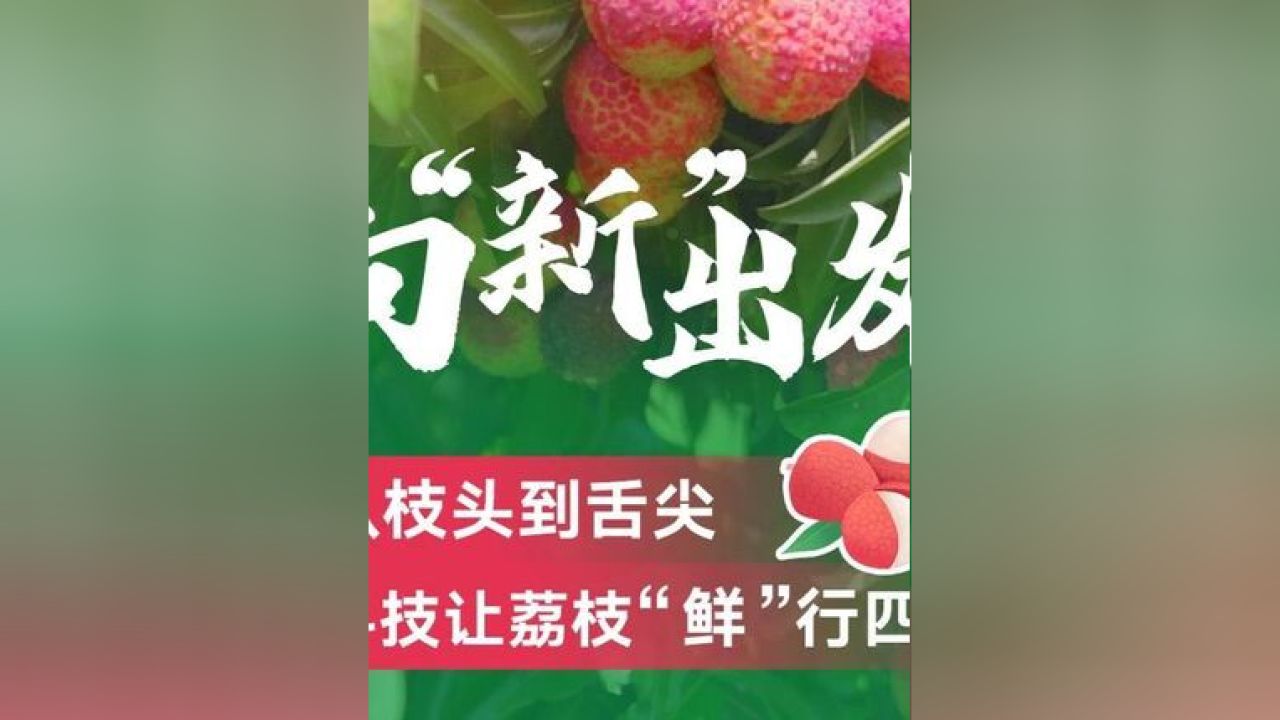 近年来，广东茂名全面推进荔枝产业现代化转型，打造从种植到销售、从鲜食到深加工的全产业链升级新模式。在国家荔枝种质资源圃里，..._高清