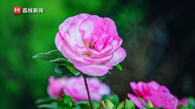 花开香正浓!延时摄影欣赏皋月杜鹃花开如舞