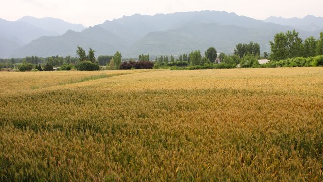 西安秦岭山下的麦田:金色麦田映衬黛色山峦,一片片麦田风景如画