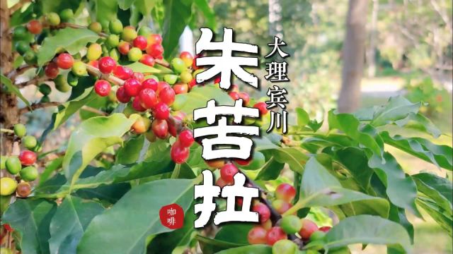 云南大理宾川朱苦拉:一百年专注一杯健康咖啡