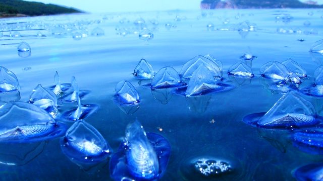 奇特海洋生物“占领”美国西海岸,拥有透明“三角帆”,是哪种生物?