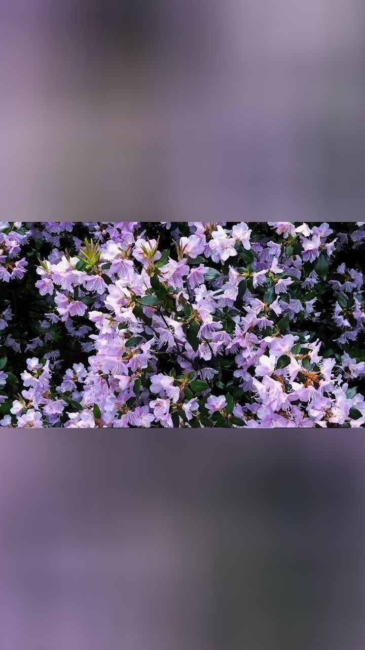 去丽水白云山赴一场杜鹃花海的约