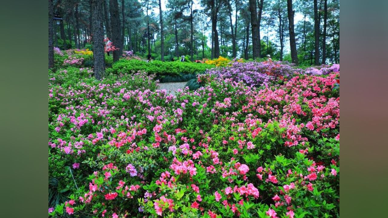 杭州赏花"天花板"北移,漫山遍野的杜鹃美成仙境