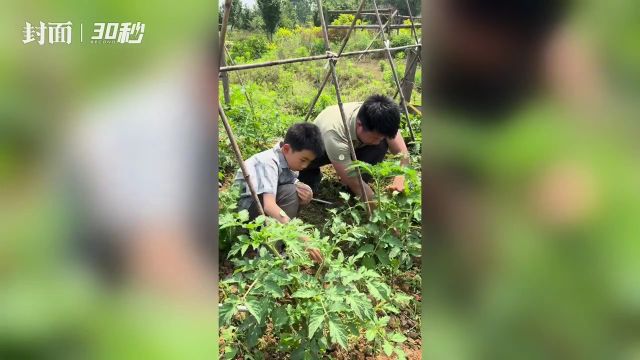 共享农场里种地忙 宝爸宝妈以及大学生是主力丨城市农夫