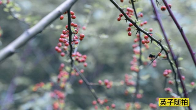 四川达州:此物也相思 红籽遍山野 曾是救军粮 今无几人识