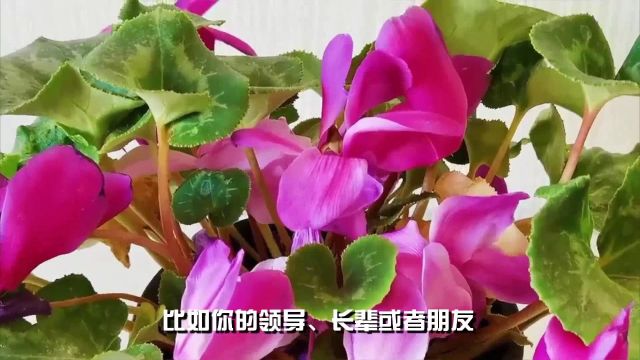 龙吐珠的寓意及象征