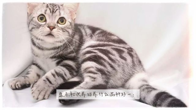 盘点初次养猫养什么品种好一:美国短毛猫、异国短毛猫、英国短毛猫