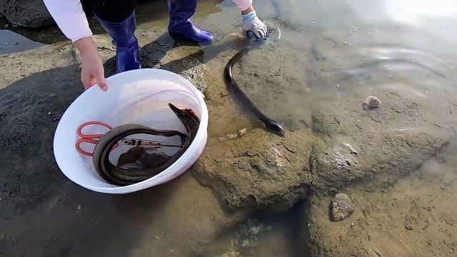 海水退潮后,“盘龙坑”惊现一条手臂粗深海巨鳗,看着太吓人了