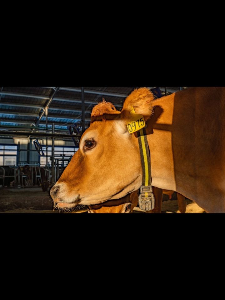 [转圈] 萌宠出道计划 90"准备好被娟姗牛的帅气征服了吗?