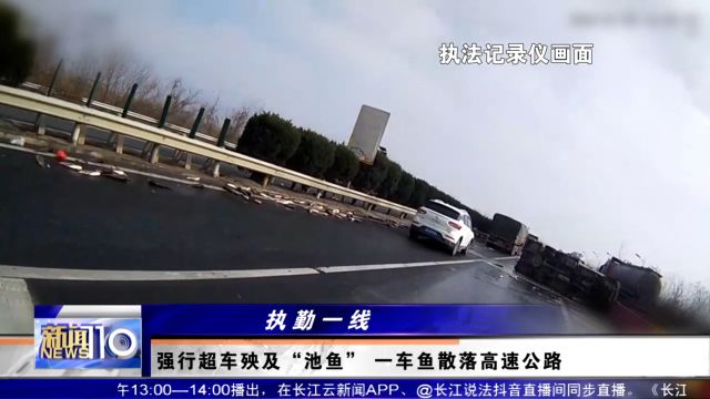 强行超车殃及“池鱼” 一车鱼散落高速公路