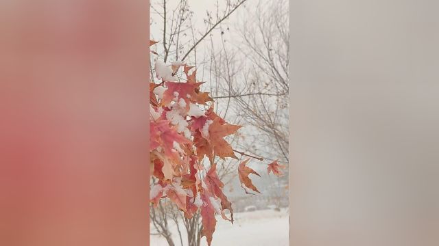 大雪纷飞,仿佛也在诉说着它们的故事,细微而迷人