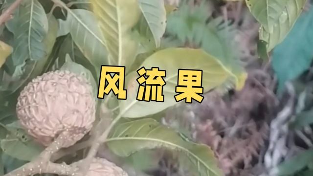 中草药——风流果