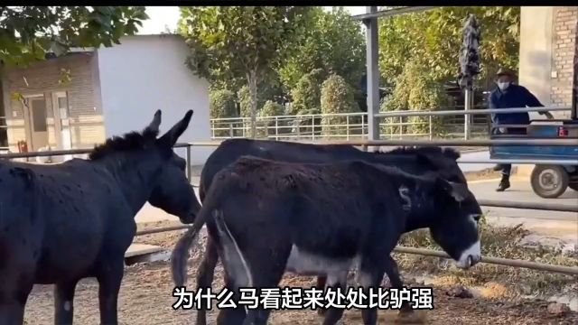 为什么马看起来处处比驴强,却无法取代驴?驴到底有何特殊能力? 1