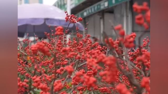 新年“热”消费,福建漳州:年宵花市场生意火,雕刻水仙独具创意