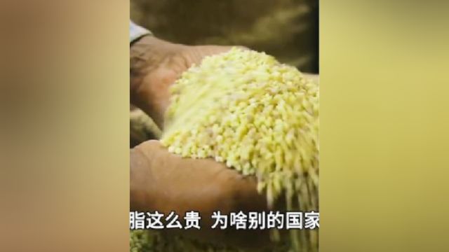 3希腊人狂刮树皮,竟然刮出“软黄金”?乳香树脂为何这么贵