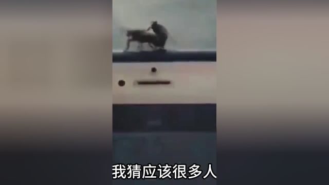 这手机到底是啥牌子的